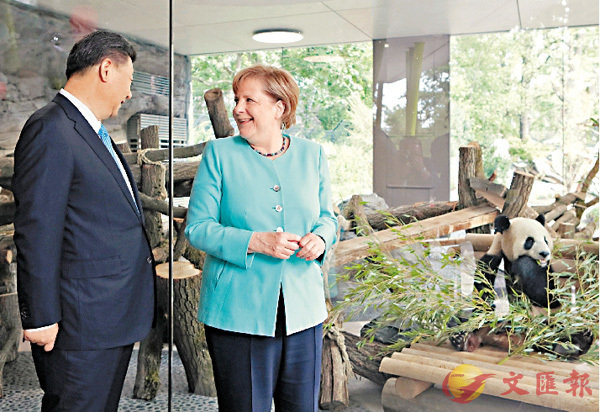 習近平同默克爾共同出席柏林動物園大熊貓館開館儀式，參觀旅居德國的中國大熊貓「夢夢」和「嬌慶」。 法新社