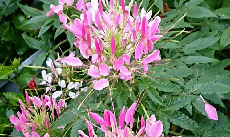 大公園：淡紅、淡紫、粉白的醉蝶花，似蝴蝶起舞，令人陶醉（作者供圖） (1)